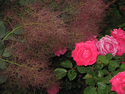 Rainy Rose Bush
