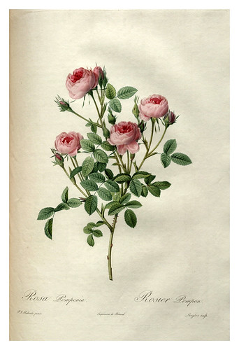 008-Les roses 1817-1824- Pierre-Joseph Redouté