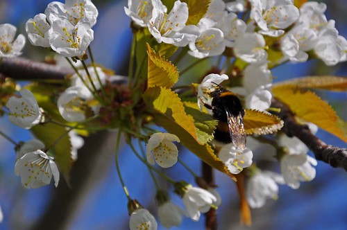Bumble Bee in cherry tree