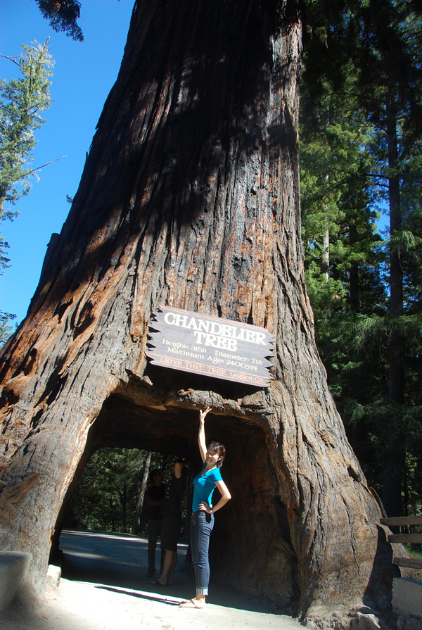 A Redwood Tree, California