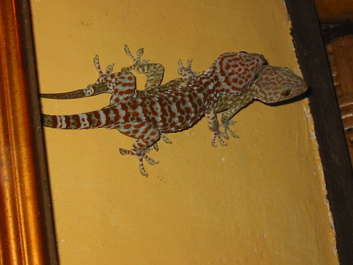De gecko's hadden er zin in...