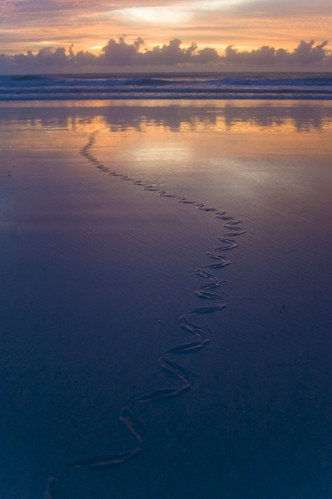 snake tracks on beach at sunset DSC_9517