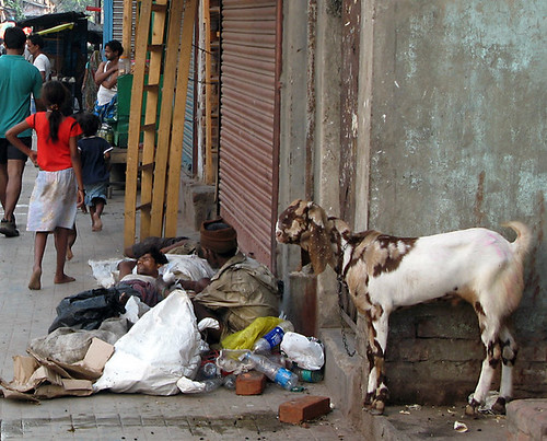 Calico goat, Calcutta, India