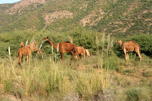 Camels by Felipe Skroski.