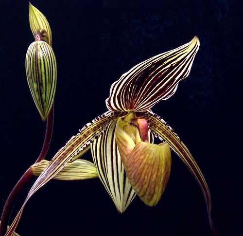 An Orchid Tuxedo
