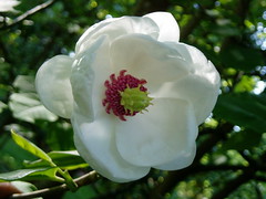 Magnolia sieboldii close up