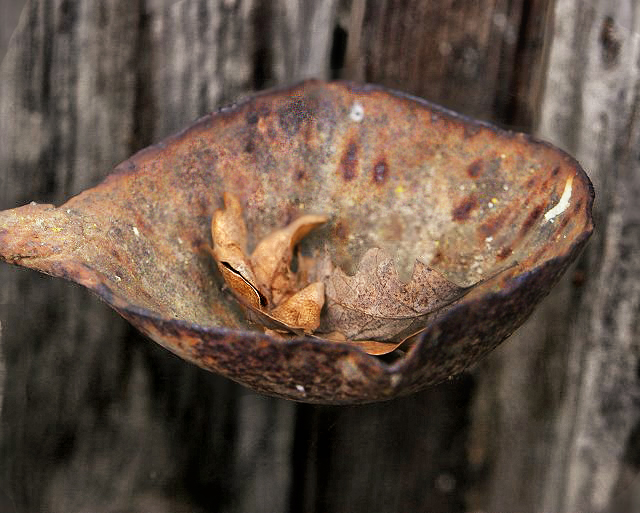 Rusty Ladle and Leaves