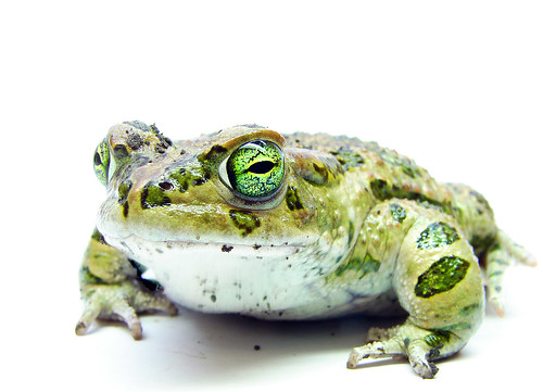 フリー画像 両生類 蛙 カエル フリー素材 画像素材なら 無料 フリー写真素材のフリーフォト
