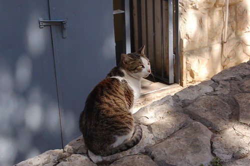A cat in Hebron ©  Copper Kettle