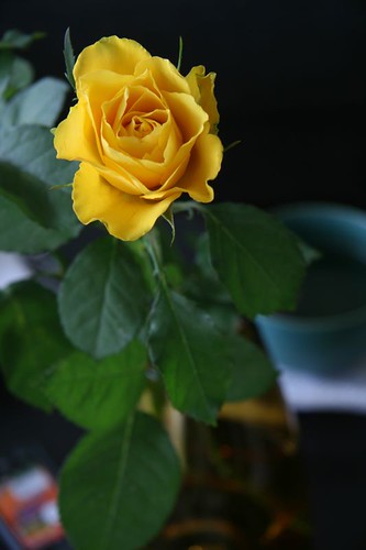 Yellow Rose for the Womens Day