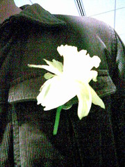 Daffodil in Transit