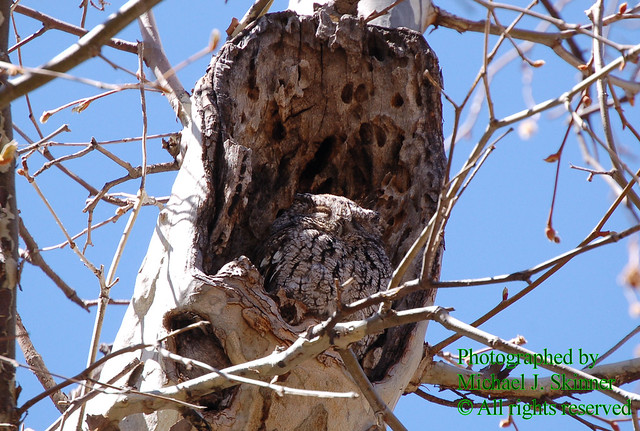Whiskered Screech Owl (Megascops trichopsis)