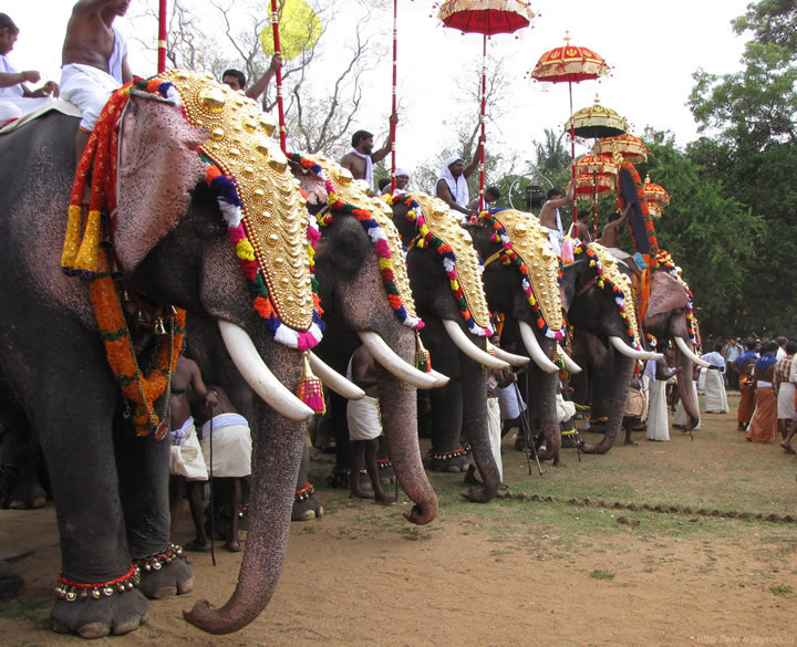 thrissur pooram - Elephants at Ilanjithara Melam