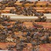 bees to be transfered