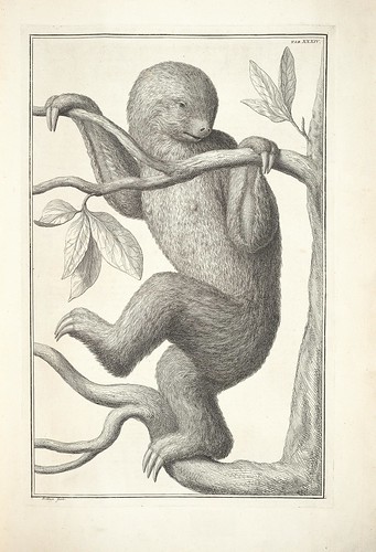 engraving of a sloth (wunderkammer)
