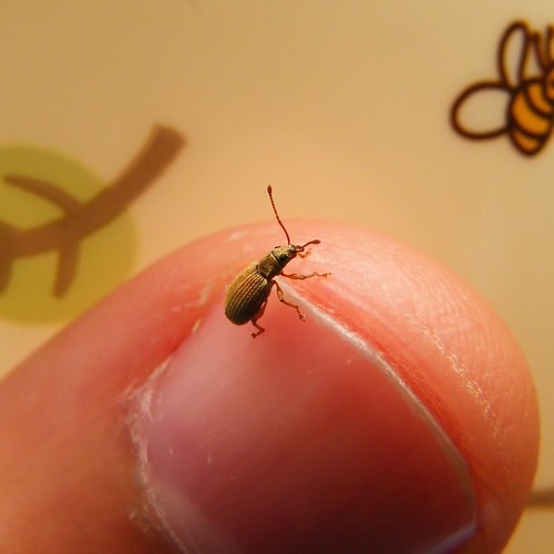 Tiny bug