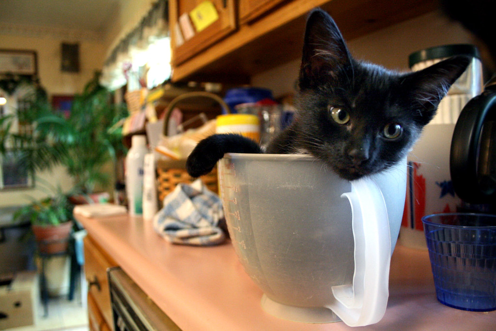 Day 173: Cup of Kitten, Anyone?