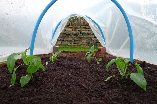 Fresh implants to the polytunnel