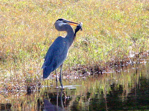 Great Blue Heron with Fish 20080111