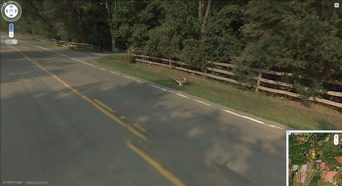 Ciervo en Google Van Street View 3