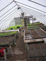 seedling greenhouse 4.2009