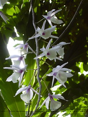 Dendrobium aphyllum ([E] --) Tags: plant orchid flower garden   dendrobiumaphyllum   