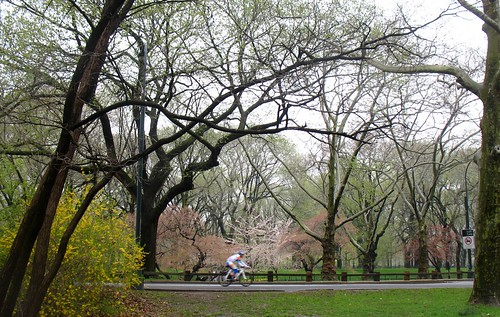 Central Park cyclist