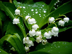 Fully Bloomed Lily of the Valley (by amypalko)