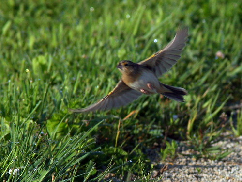 Grasshopper Sparrow In Flight 20090605