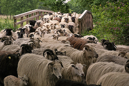 Flock of sheep passing a small bridge