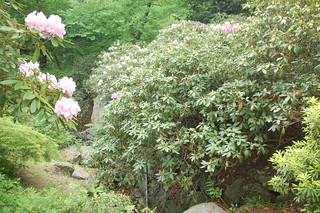 Arnold Arboretum, 18 May 2010: Rhododendron blooms