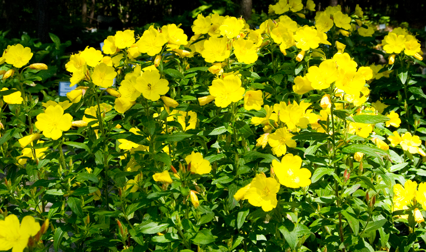 Yellow Primrose