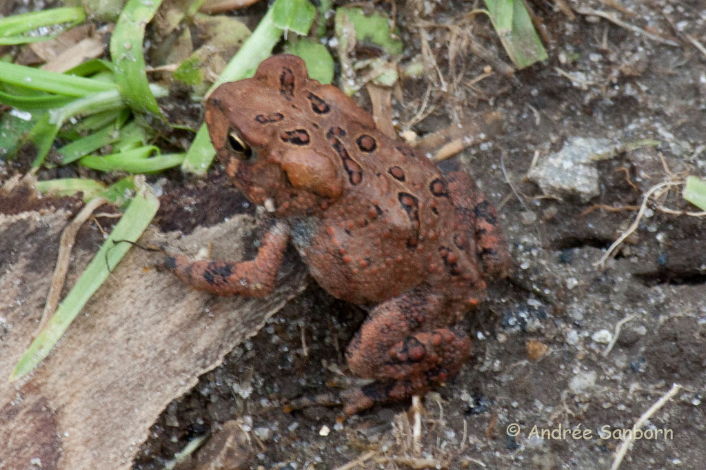 American Toad (Anaxyrus americanus)-1.jpg