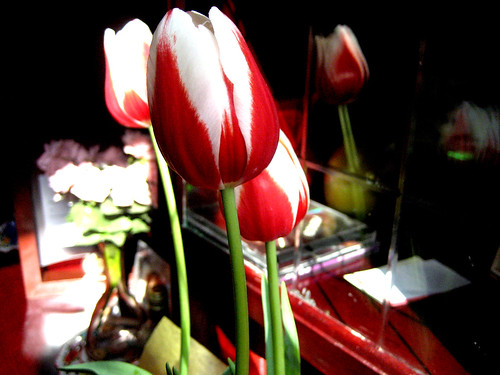 Tulipanes *-*