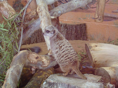 Meerkat at the Los Angeles Zoo