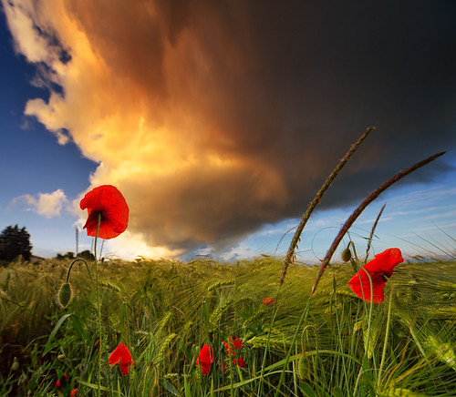 Red Poppies And A Dramatic Sunset Sky