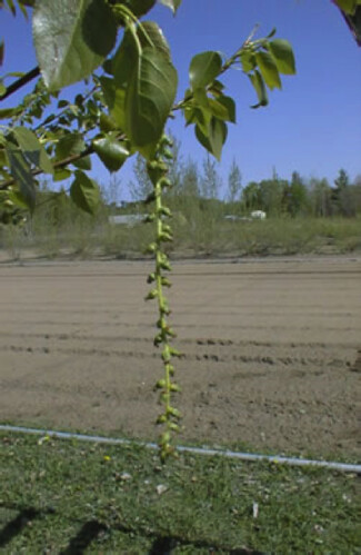 Poplar fruiting as part of the USDA poplar breeding program 