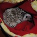 Hedgehog-Spike in Cozy Sak1