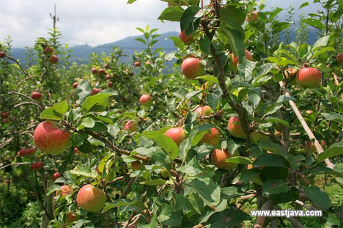 Apple Plantation - Pasuruan