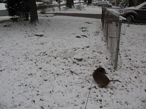 Dachsunds Will Poop in Snow