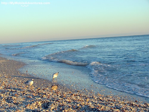 IMG_0192-birds-feast-shells-West-Gulf-Beach