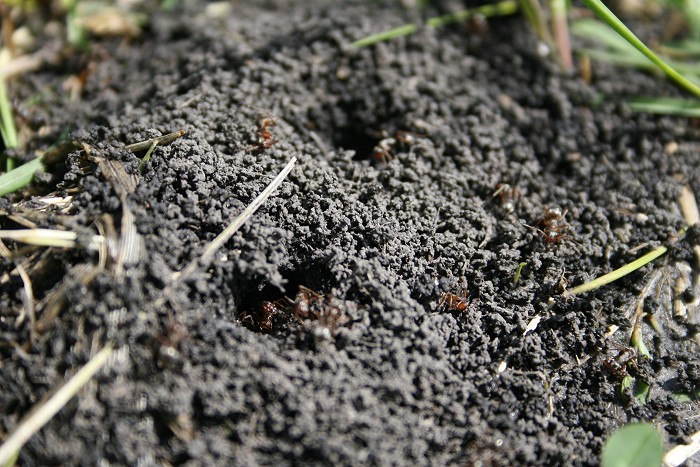 04-28-ants