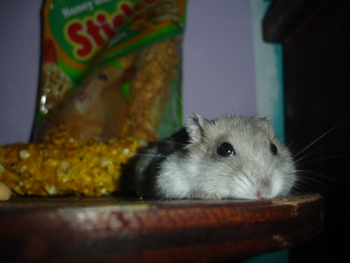 Hello there! I'm a hamster and ZzZzZ