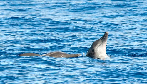 Rough-Toothed Dolphin (Steno bredanensis)