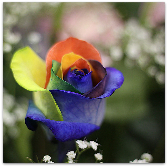Rosa Arco Iris multicolores