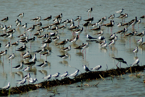 Stilts and Terns