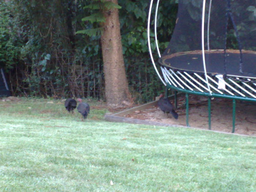 There are intruders in the backyard!