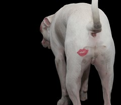 Not Funny, How Embarassing! Kiss My White Puppy Butt, I'm a Big Macho Dog Mom - I'm one year old on February 14th!