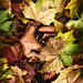Autumn Walk I by raventhird