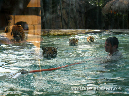 playing with tigers in the water